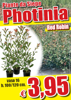 Photinia vivai piante vicenza Verona zandomeneghi